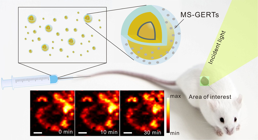 Ultraphotostable Mesoporous Silica-Coated Gap-Enhanced Raman Tags (GERTs) for High-Speed Bioimaging