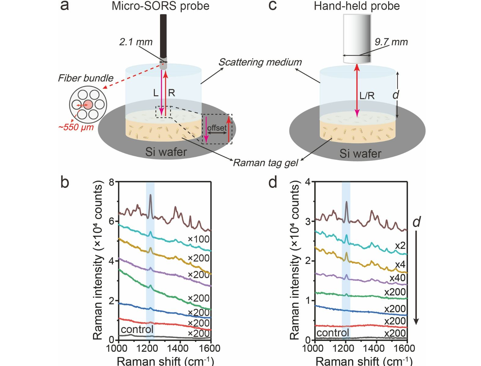 Optical penetration of surface-enhanced micro-scale spatial offset Raman spectroscopy in turbid gel and biological tissue