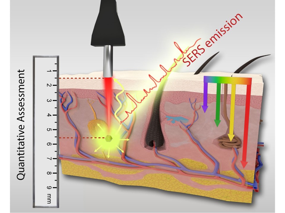 Direct and quantitative assessments of near-infrared light attenuation and spectroscopic detection depth in biological tissues using surface-enhanced Raman scattering