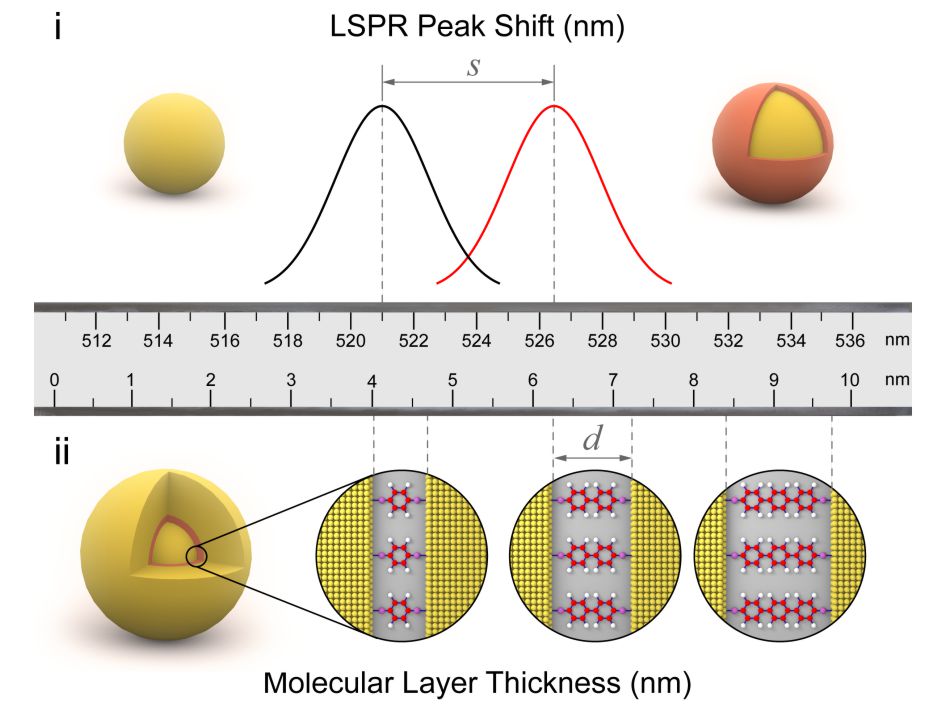 Quantifying the reflective index of nanometer-thick thiolated molecular layers on nanoparticles