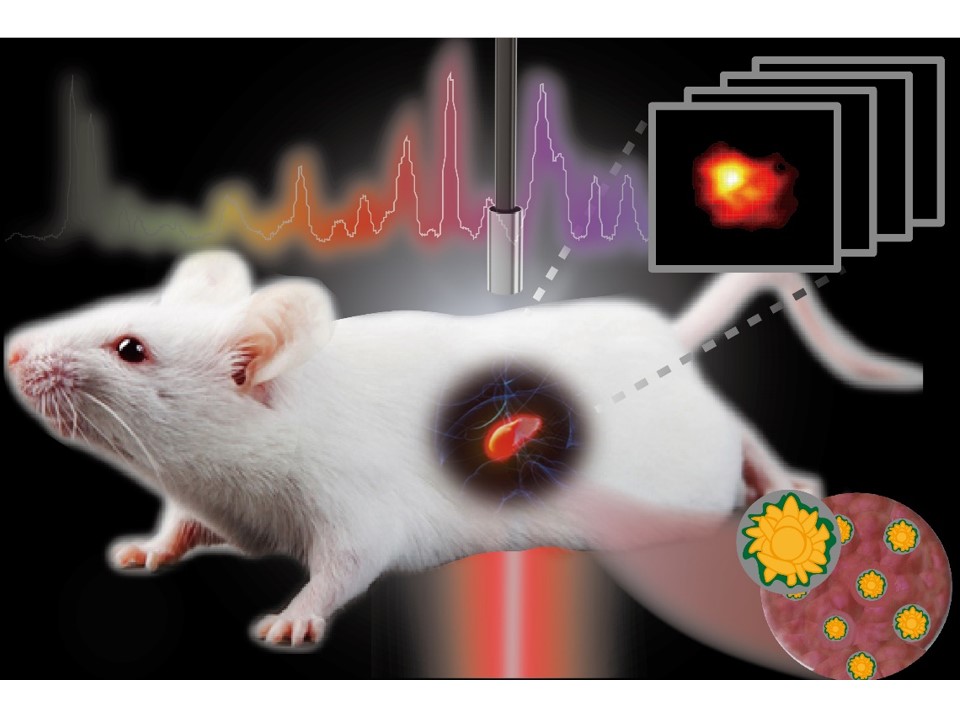 In Vivo Surface‐Enhanced Transmission Raman Spectroscopy under Maximum Permissible Exposure: Toward Photosafe Detection of Deep‐Seated Tumors