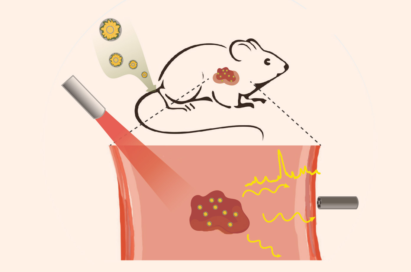 Deep Raman techniques for in vivo detection